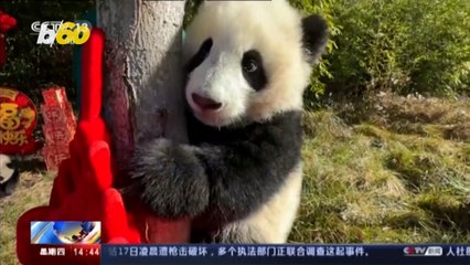 Giant Pandas Wish Us Happy Lunar New Year