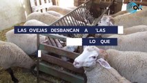 Las ovejas desbancan a ‘las cabañuelas’ de Jorge Rey avisan de lo que va a pasar con el tiempo