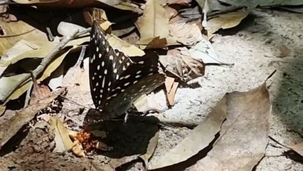 Penang Nationalpark Schmetterling