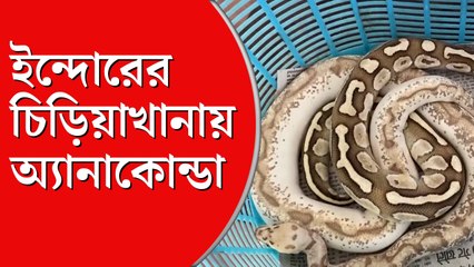 ইন্দোর চিড়িয়াখানায় এসেছে নতুন অতিথিরা 🐾