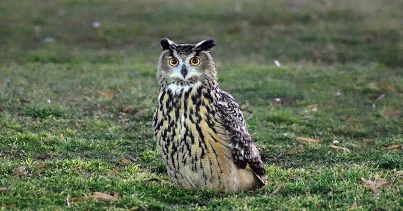 Après s'être échappé du zoo de Central Park, un hibou grand-duc profite à 100% de sa nouvelle liberté