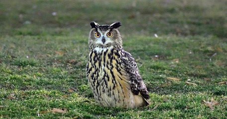 Après s'être échappé du zoo de Central Park, un hibou grand-duc profite à 100% de sa nouvelle liberté