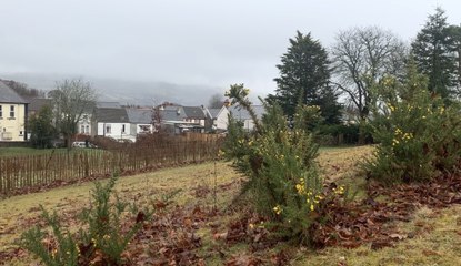 Caerphilly Council announce biodiversity plans