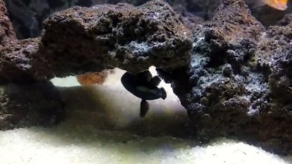 Ikan hantu Black ghost