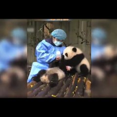 Animals-Cute And Funny Panda Moment