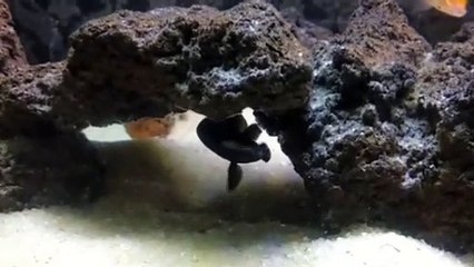 Ikan hantu Black ghost fish