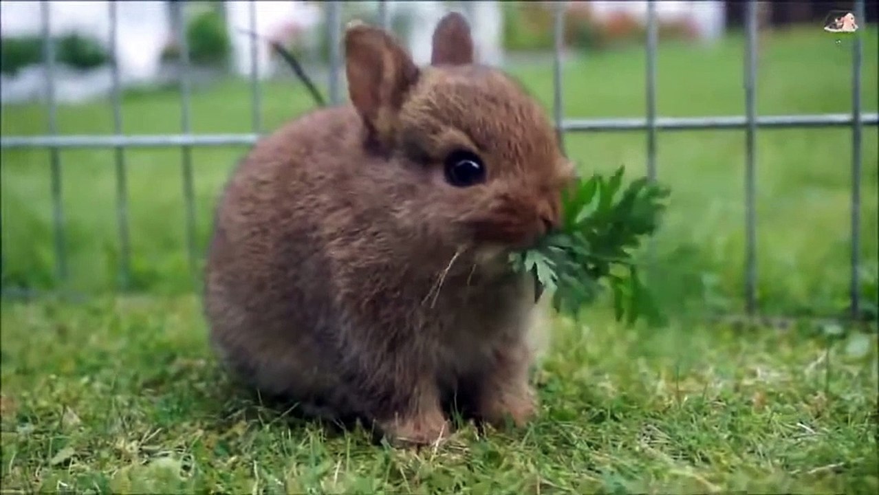Animals-Funny Rabbit
