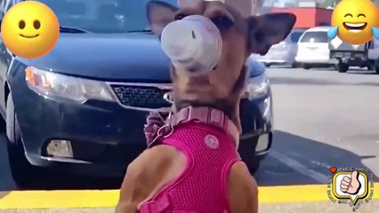 TRY NO NOT LAUGH. FUNNY PRANK FAILS LAUGH VİDEOS #10