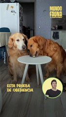Perros son sometidos a prueba de obediencia pero una gata estropea todo
