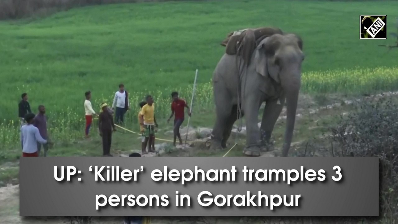 Elephant kills three in UP's Gorakhpur