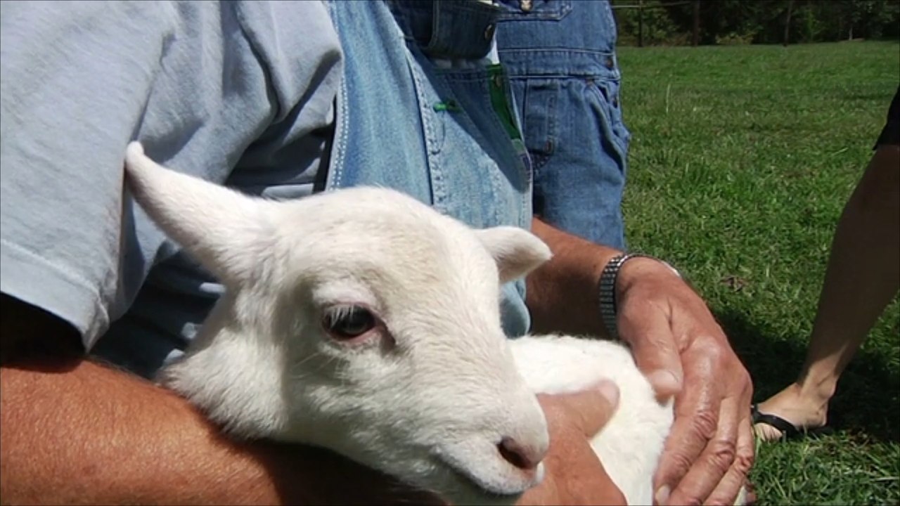 Sensationsfund: Lamm mit sechs Beinen geboren