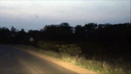 Kruger Sightings - Lionesses - 6 December 2011