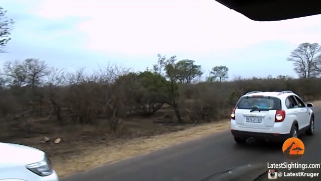 Leopard Kills Warthog & Lion Steals It!