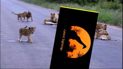 Lion Pride Including Playing Cubs - Seen Today! - Latest Wildlife Sightings
