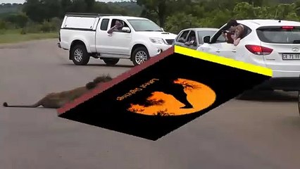 Lion Shows Tourists Why You Must Stay Inside Your Car - Latest Wildlife Sightings