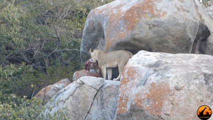 Lioness vs Leopard - Latest Sightings