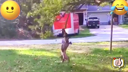 TRY NO NOT LAUGH. FUNNY PRANK FAILS LAUGH VİDEOS #5