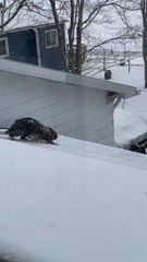 Beaver Trying to Navigating Slick Roof Falls