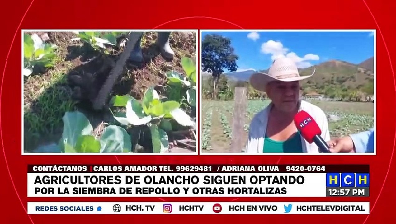 A pesar de ganar menos que los intermediarios, olanchanos le apuestan a la siembra de repollo y otras hortalizas