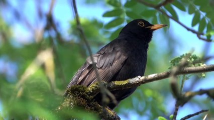 Relaxing Bird Songs Sounds in Forest