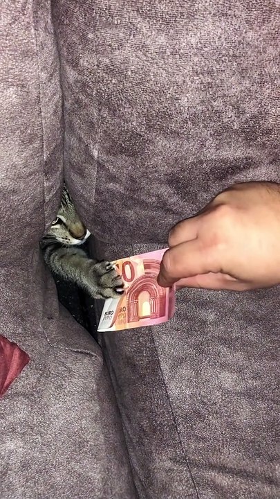 Greedy Goblin Cat
