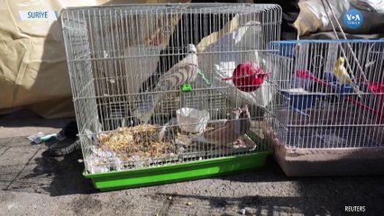 Çadırkentte Kuş Sesleri