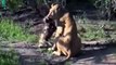 7 Times Hyena Fights Lions Big Cats In The Animal World   Animals Fight