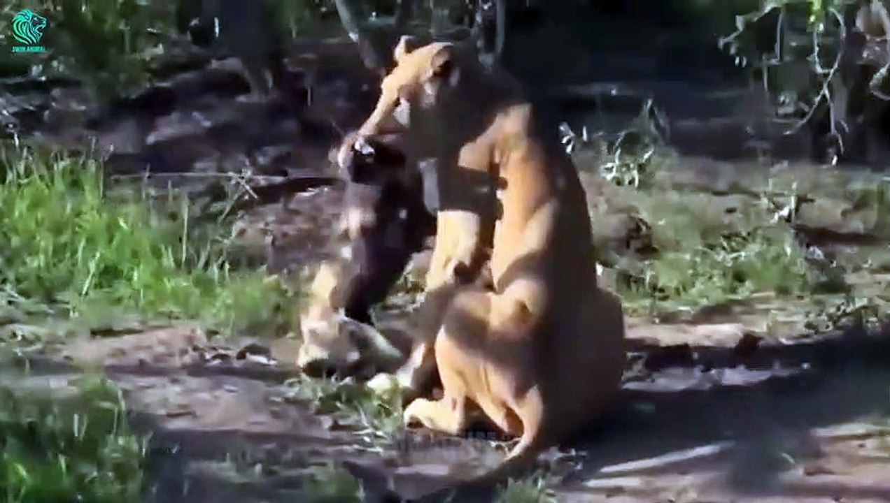 7 Times Hyena Fights Lions Big Cats In The Animal World   Animals Fight