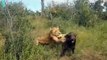 10 Best Moment! Mother Buffalo Saves Her Cubs From The Evil Lions   Animals Fight
