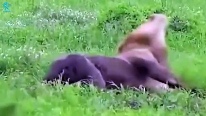 10 Incredible Moments Crocodile Killed By Its Own Prey   Animals Fight