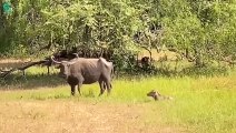 15 Scary Moment Angry Buffalos Kill Lions & Leopards To Avenge Baby Buffaloes   Animals Fight