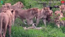 15 Brutal Moments When A Lions Attacks His Prey With No Mercy   Animals Fight @3WinAnimal
