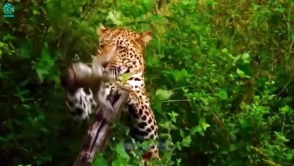 15 Scary Moment Baboon Injured By Crocodile, Wild Dog and Leopard   Animals Fight @3WinAnimal