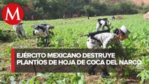 Sedena destruye 23 sembradíos de hoja de coca en lo que va de 2023