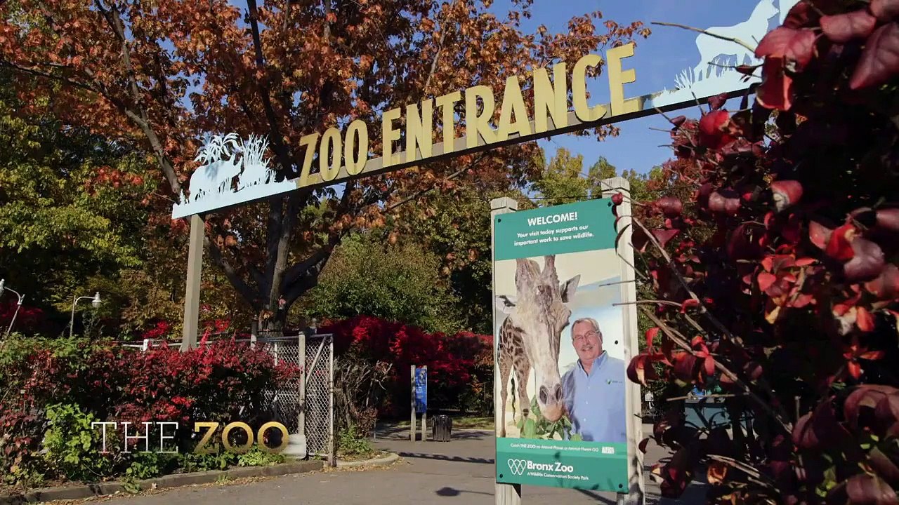 The Zoo - Se5 - Ep03 - New Cats on the Block HD Watch