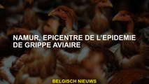 Namur, épicentre de l'épidémie de grippe aviaire