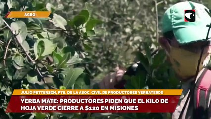 Yerba Mate: productores piden que el kilo de hoja verde cierre a $120 en misiones