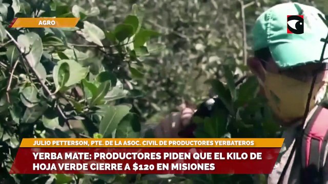 Yerba Mate: productores piden que el kilo de hoja verde cierre a $120 en misiones