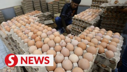 Download Video: No eggs-aggeration, Dr Wee says govt will be under fire if shortage persists over Ramadan and Raya