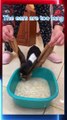 Dog is Eating Food Dog Reviews Food With Baby Puppy Tucker Taste Test Funny Dog need food