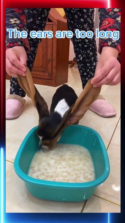 Dog is Eating Food Dog Reviews Food With Baby Puppy Tucker Taste Test Funny Dog need food