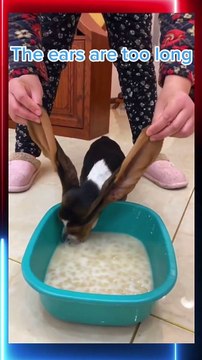 Dog is Eating Food Dog Reviews Food With Baby Puppy Tucker Taste Test Funny Dog need food