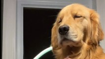 Cute Golden Retriever falls asleep while owner plays with his mane *Soothing!*