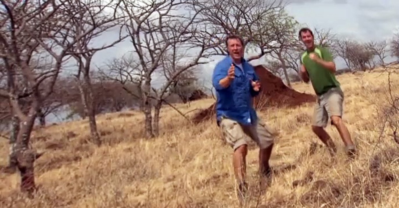 Wild Kratts Wild Kratts S02 E004 – Termites Versus Tongues - video