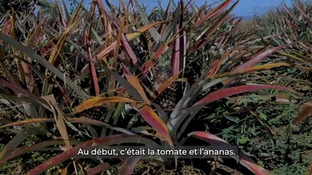 Fruits et légumes : Se diversifier pour survivre