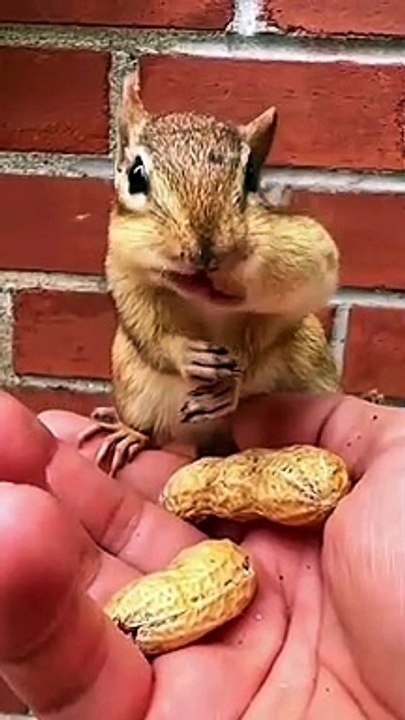 Cute animals