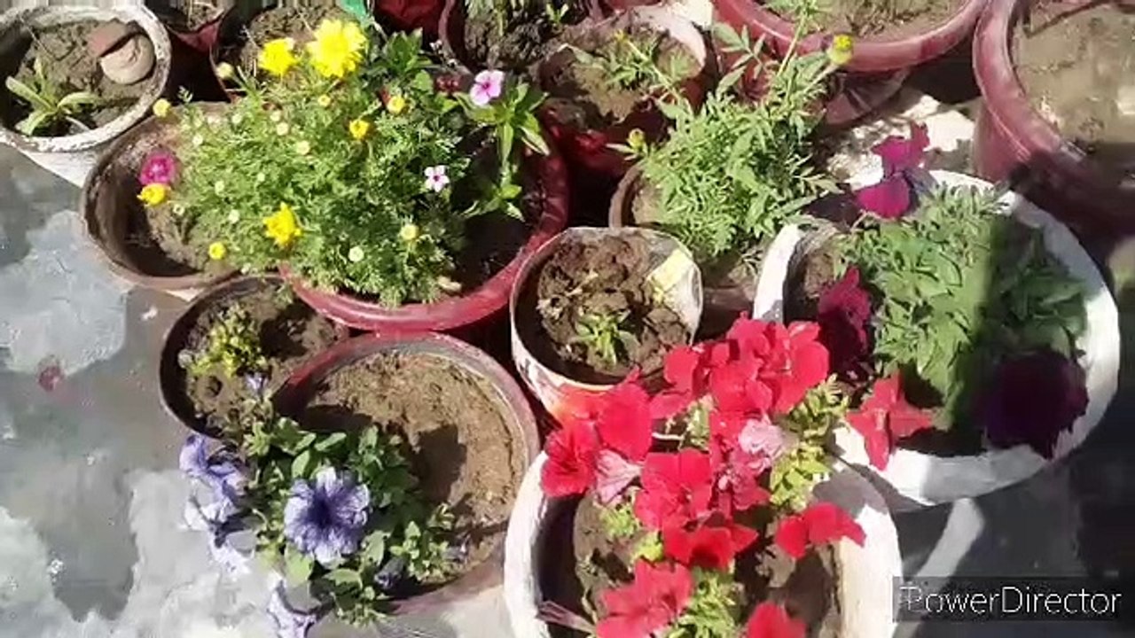 aaj ham balcony mein paudhe lagayenge How to grow and Care plants How to grow plant  How to Care plants   @NDLovelyGarden @Bableejha   #MyLovelyGarden  #mybeautifulgarden #NDLovelyGarden  #Bableejha
