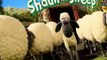 Shaun the Sheep Shaun the Sheep E060 – In the Doghouse