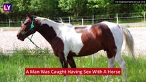 Bestiality Case In UK: Man Caught Having Sex With Horse In Kent