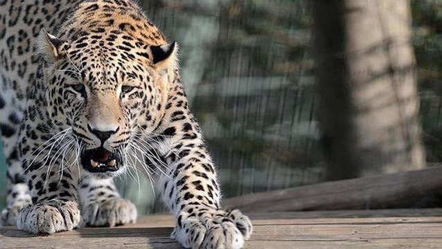 Pakistan'ta şehre inen leopar insanlara saldırdı, ülkede alarm verildi: Evinizden çıkmayın